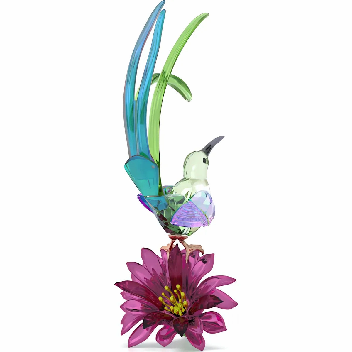 Idyllia Sugarbird and Cactus Flower